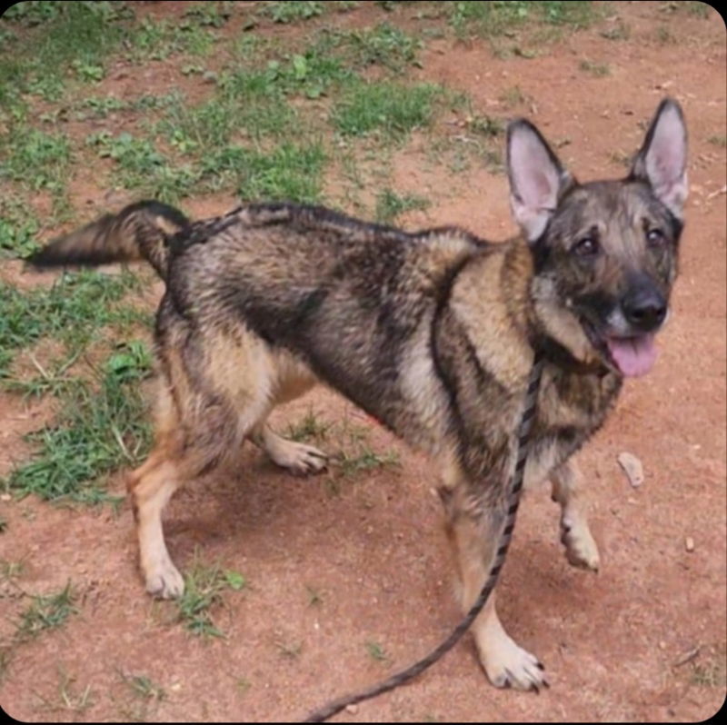 Autumn, an adoptable German Shepherd Dog in Winston Salem, NC, 27104 | Photo Image 1