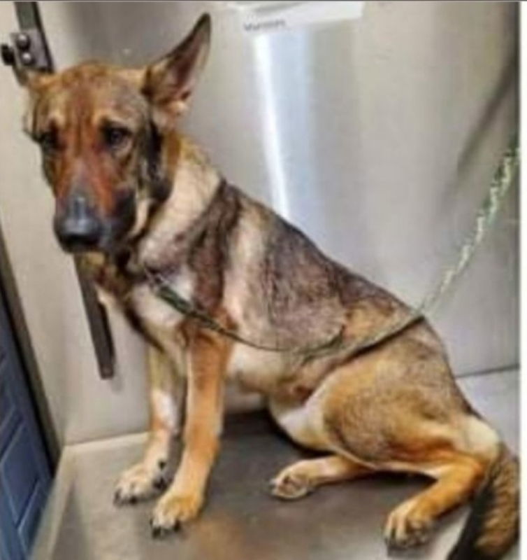 Autumn, an adoptable German Shepherd Dog in Winston Salem, NC, 27104 | Photo Image 2