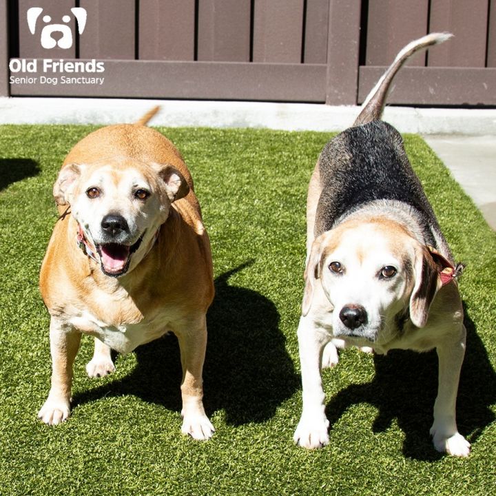 can a beagle and a labrador retriever be friends