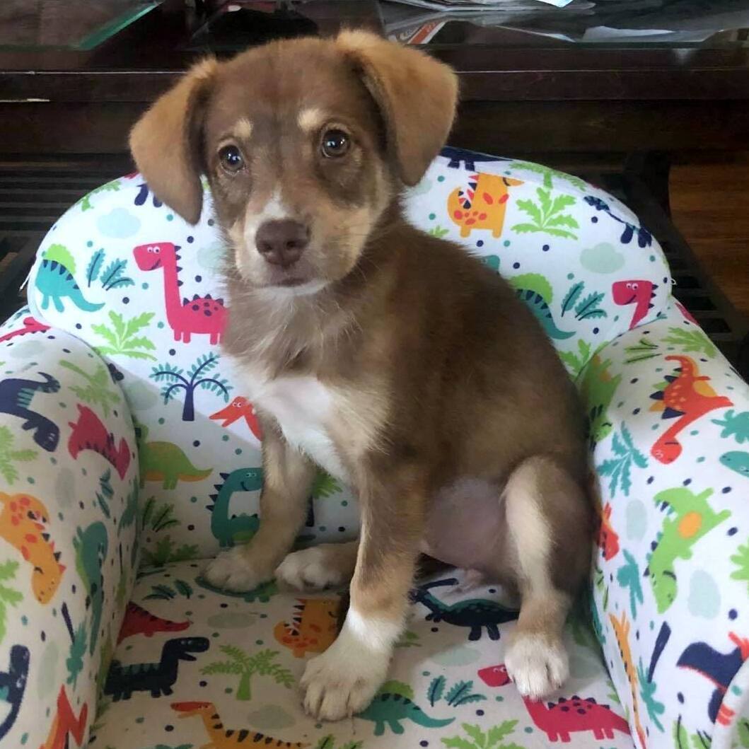 Roo