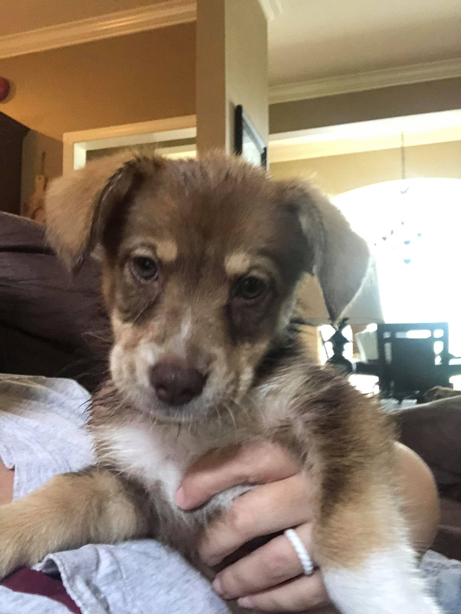 Roo
