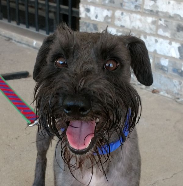 Adoptable Mini Schnauzers – MSRNT – Miniature Schnauzer Rescue of North ...