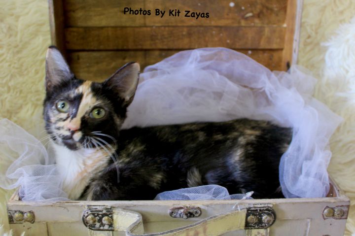 Cuddly Crystal, an adopted Tortoiseshell in Saint Augustine, FL_image-3