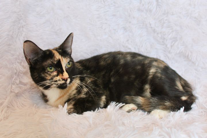 Cuddly Crystal, an adopted Tortoiseshell in Saint Augustine, FL_image-5