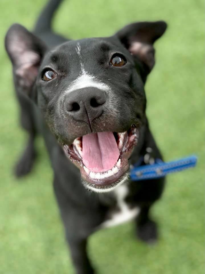 Cass, an adopted Pit Bull Terrier Mix in Cypress, TX_image-5