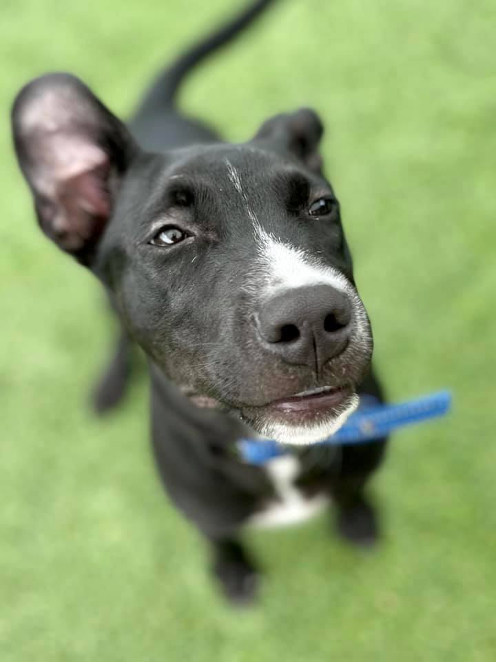 Cass, an adopted Pit Bull Terrier Mix in Cypress, TX_image-6