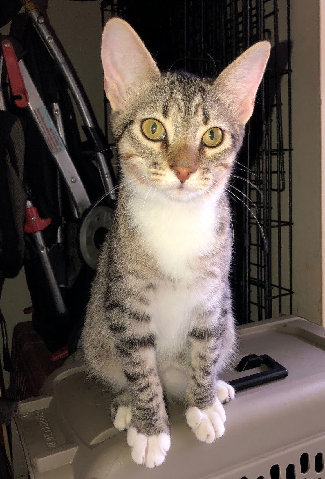 Berry, an adoptable Tabby in Southaven, MS, 38672 | Photo Image 1