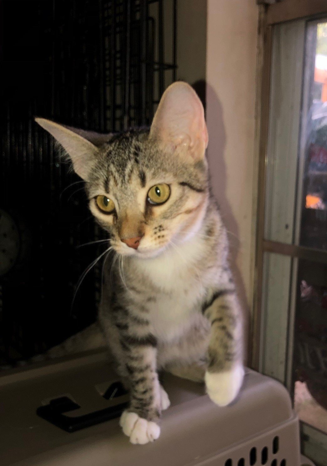 Berry, an adoptable Tabby in Southaven, MS, 38672 | Photo Image 2