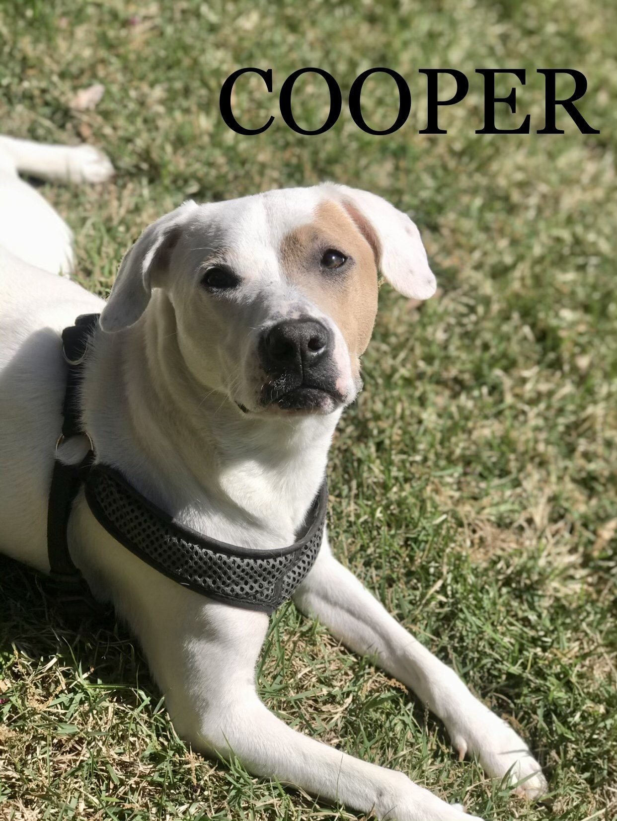 Cooper, an adoptable Pointer in Southaven, MS, 38672 | Photo Image 1
