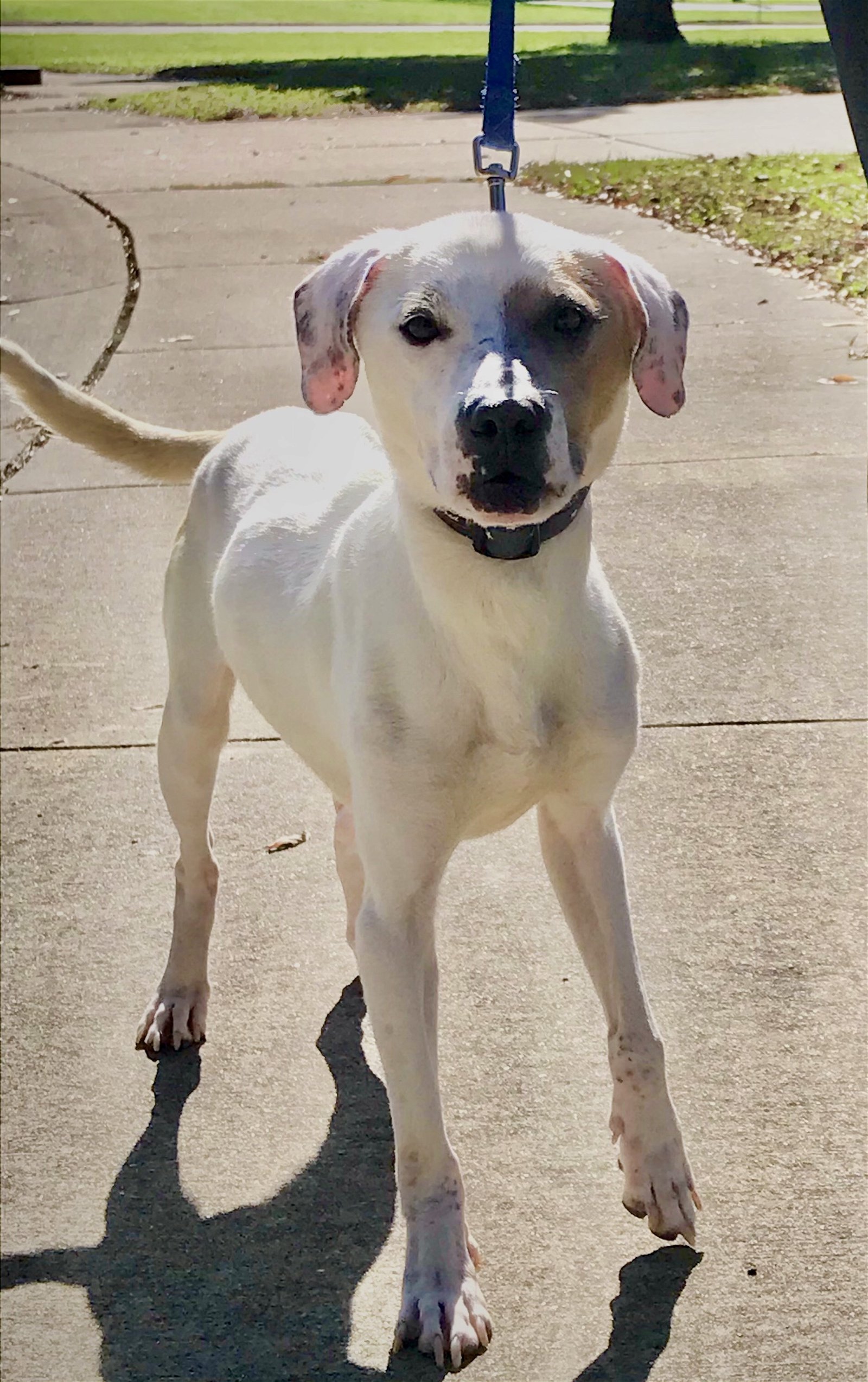 Cooper, an adoptable Pointer in Southaven, MS, 38672 | Photo Image 2