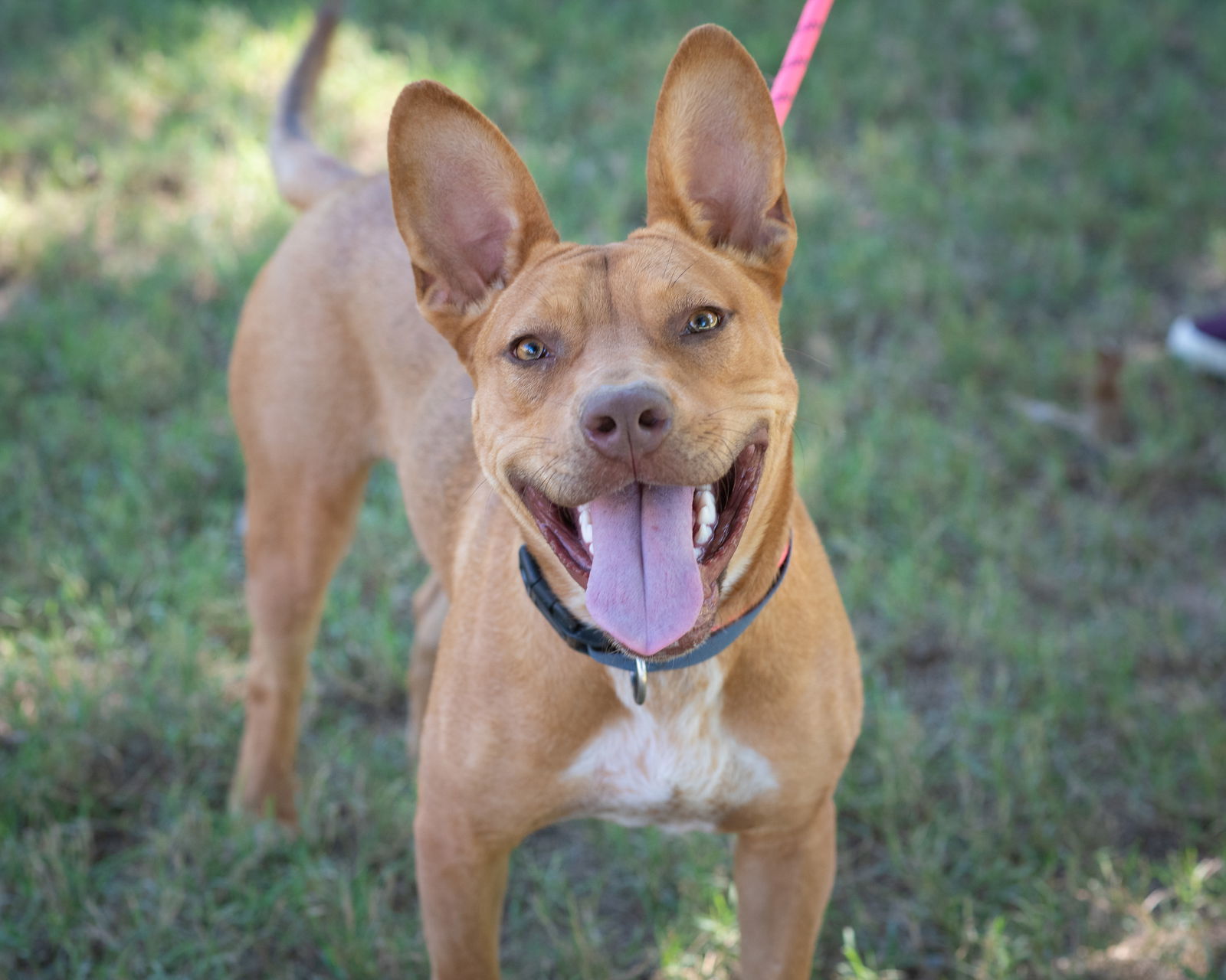 HOLLIE, an adoptable Carolina Dog, Australian Cattle Dog / Blue Heeler in Southaven, MS, 38672 | Photo Image 1