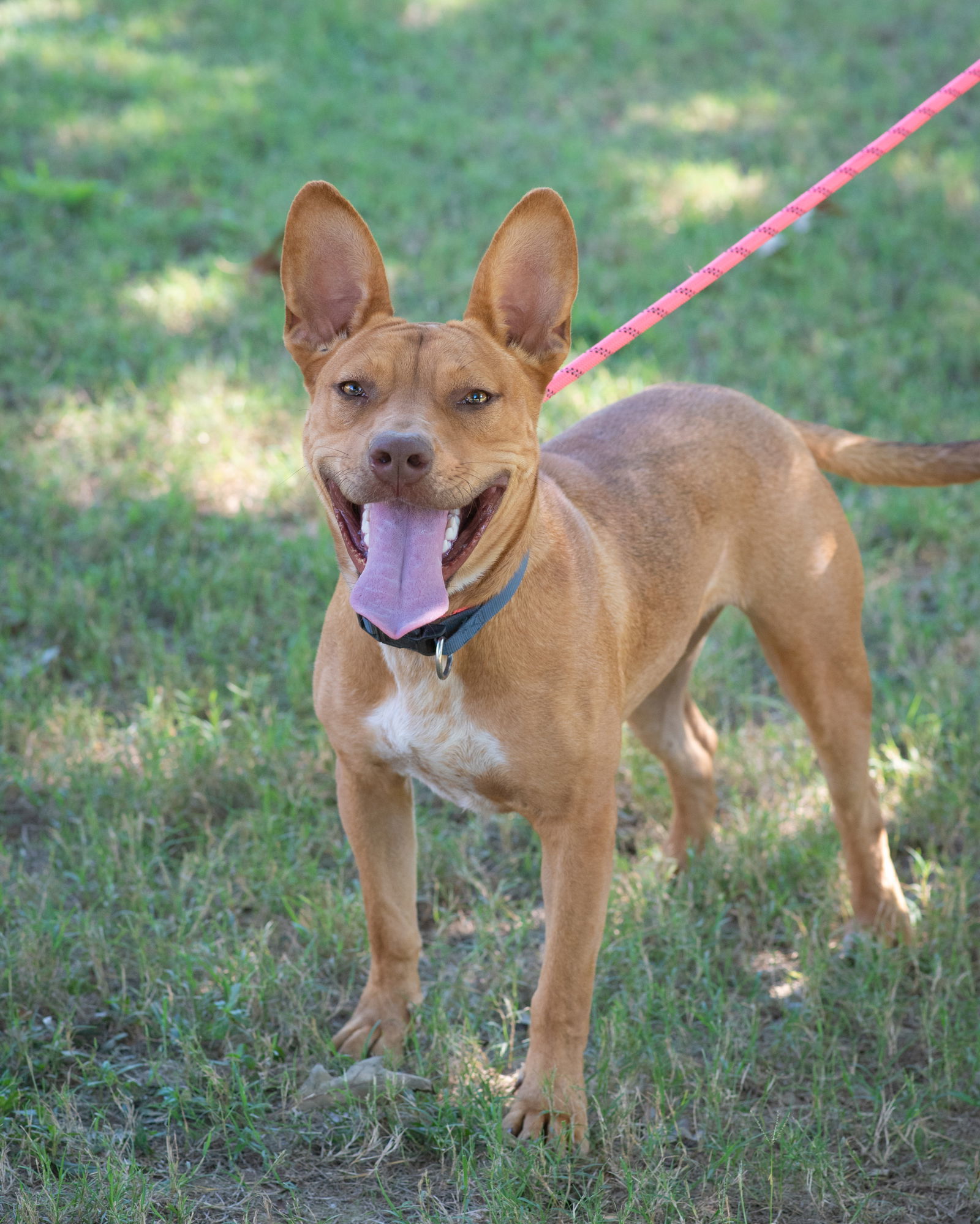 HOLLIE, an adoptable Carolina Dog, Australian Cattle Dog / Blue Heeler in Southaven, MS, 38672 | Photo Image 2