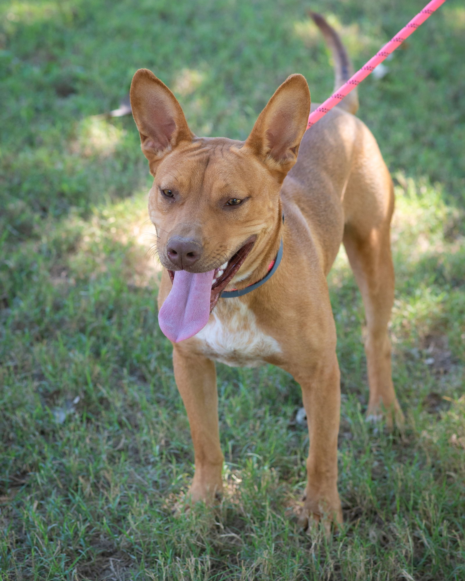 HOLLIE, an adoptable Carolina Dog, Australian Cattle Dog / Blue Heeler in Southaven, MS, 38672 | Photo Image 3