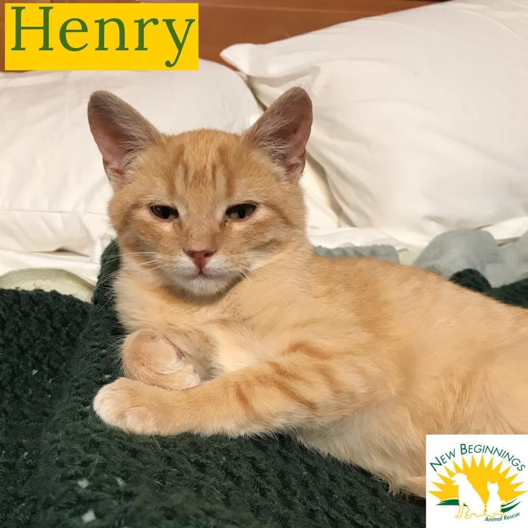 Henry, an adoptable Tabby in Southaven, MS, 38672 | Photo Image 1