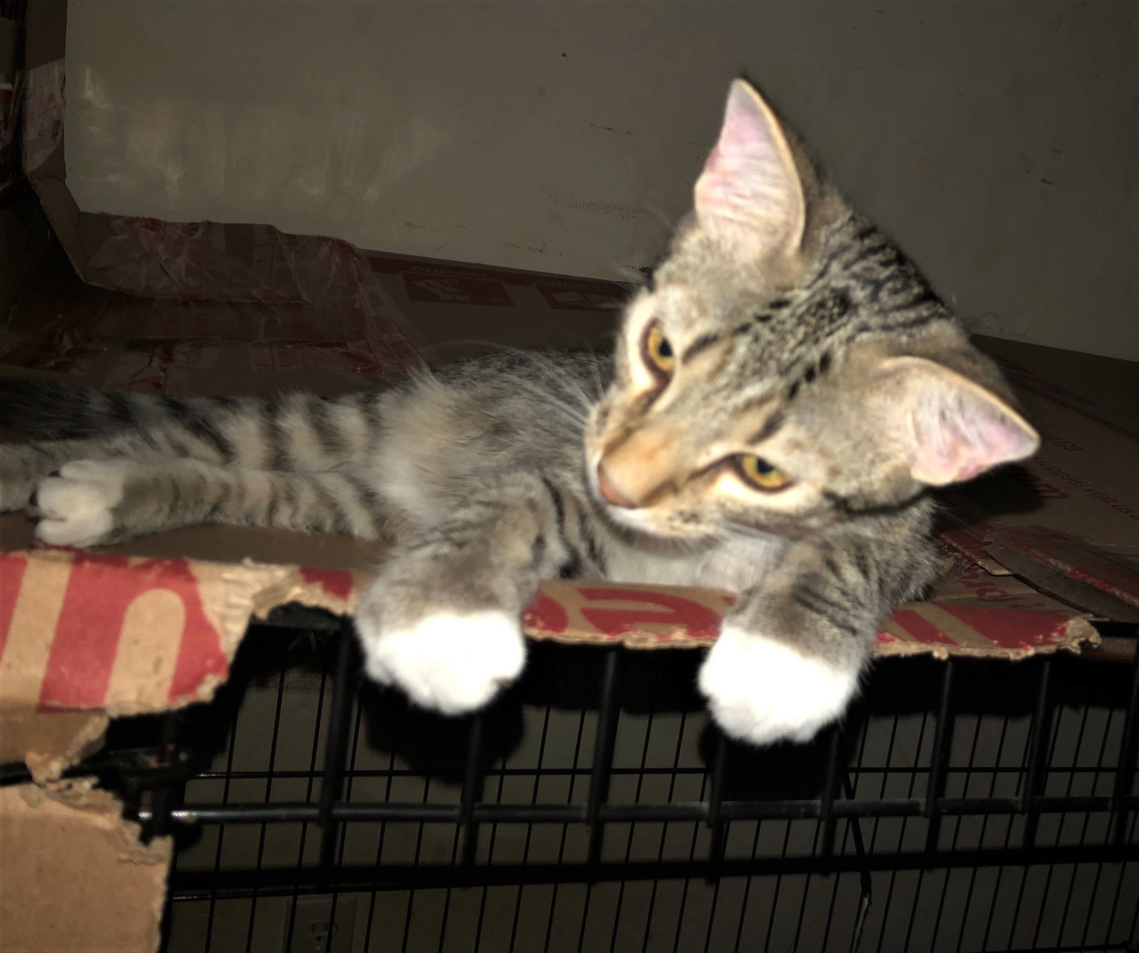 Mango
