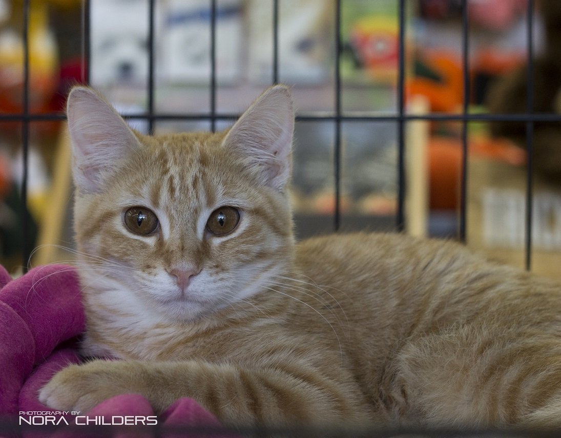 Bowie, an adoptable Tabby, Domestic Short Hair in Southaven, MS, 38672 | Photo Image 1