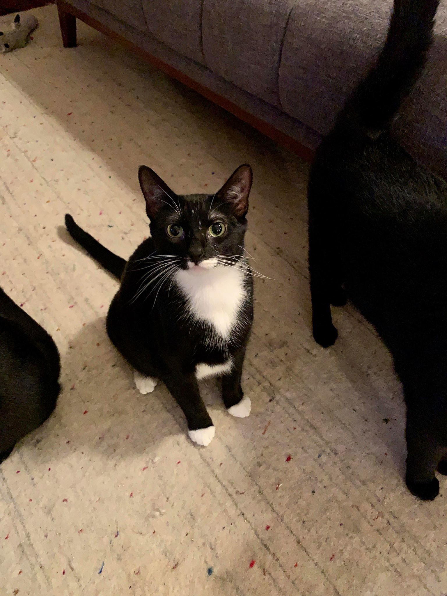 Janice and Marcel (BONDED PAIR), an adoptable Tuxedo in Southaven, MS, 38672 | Photo Image 1