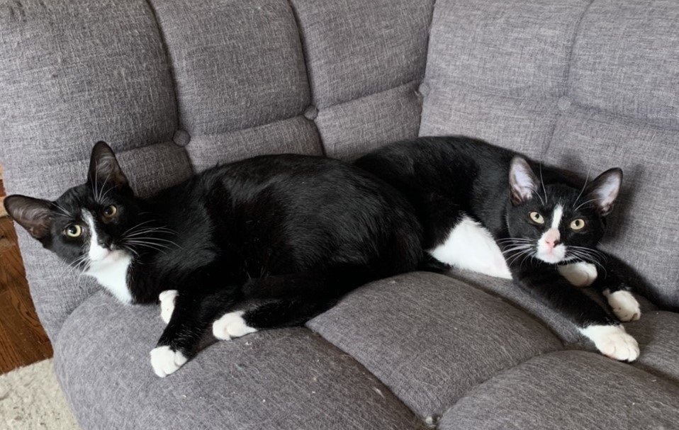 Janice and Marcel (BONDED PAIR), an adoptable Tuxedo in Southaven, MS, 38672 | Photo Image 2