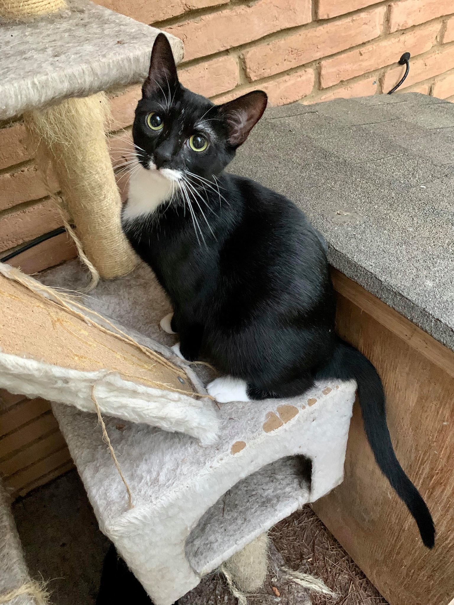 Janice and Marcel (BONDED PAIR), an adoptable Tuxedo in Southaven, MS, 38672 | Photo Image 3