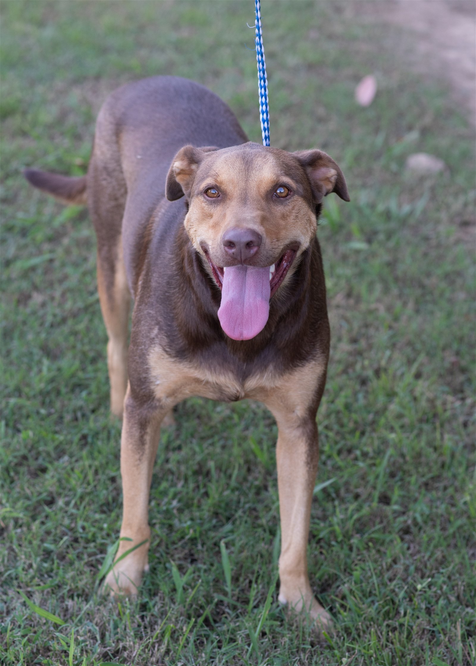 DAISY, an adoptable Shepherd, Hound in Southaven, MS, 38672 | Photo Image 1