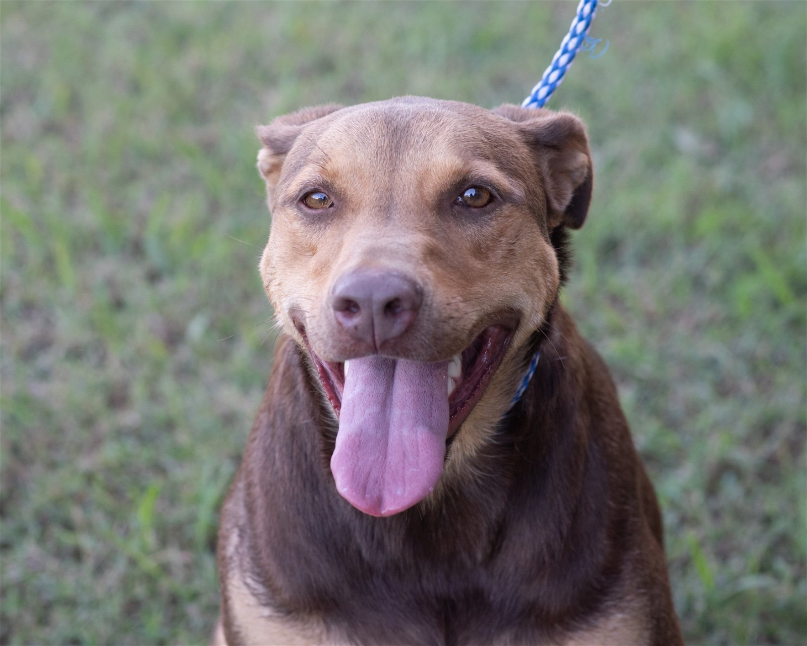 DAISY, an adoptable Shepherd, Hound in Southaven, MS, 38672 | Photo Image 2