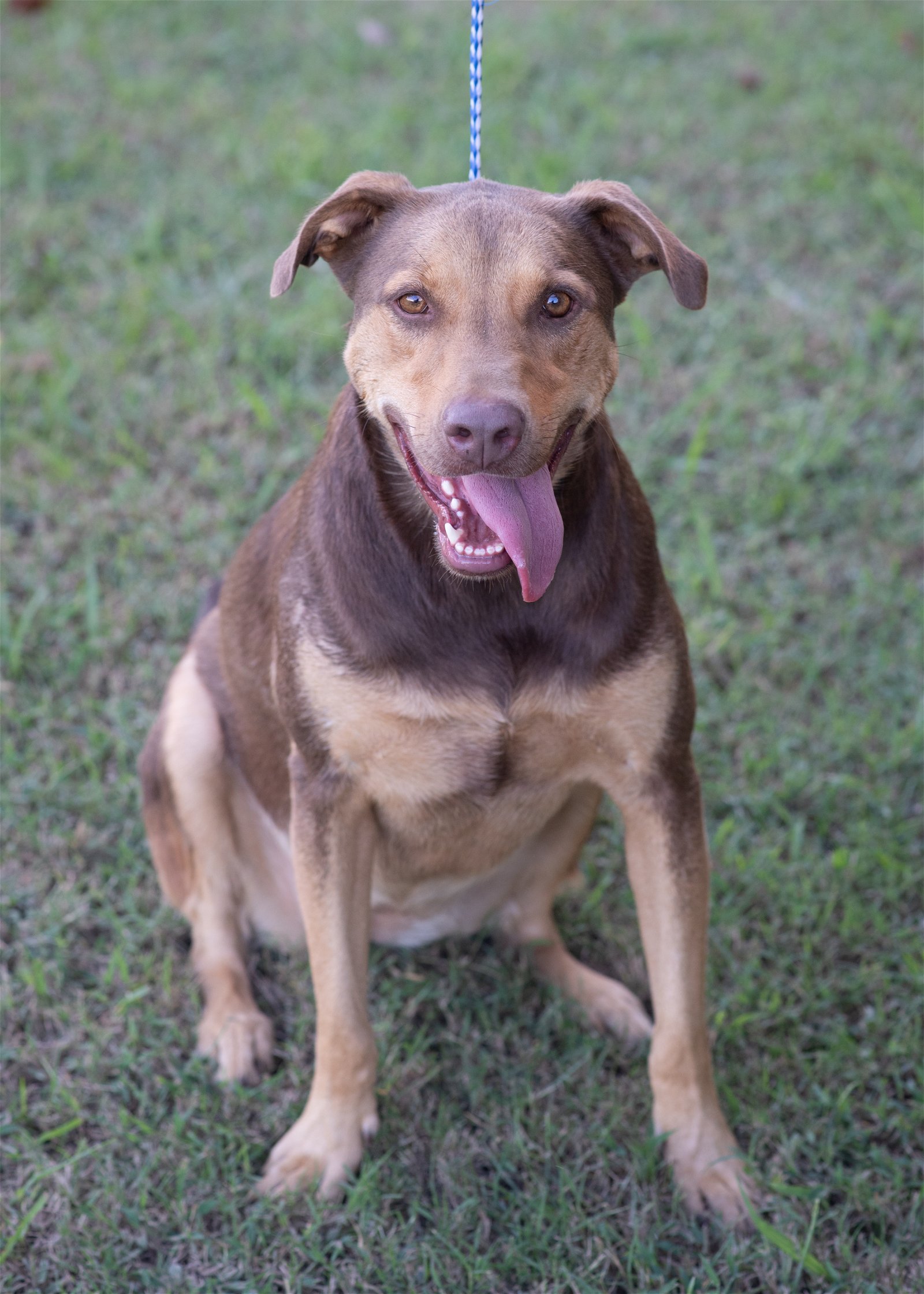 DAISY, an adoptable Shepherd, Hound in Southaven, MS, 38672 | Photo Image 3