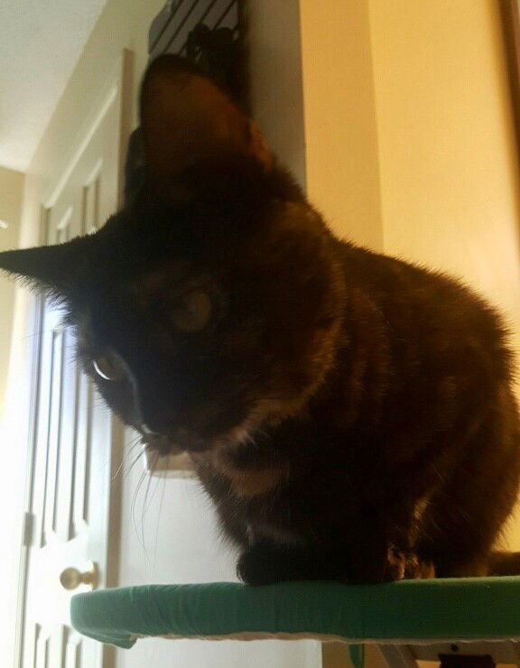 Pounce