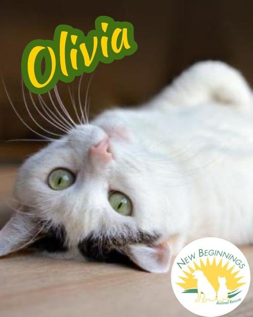 Olivia, an adoptable Domestic Short Hair in Southaven, MS, 38672 | Photo Image 1