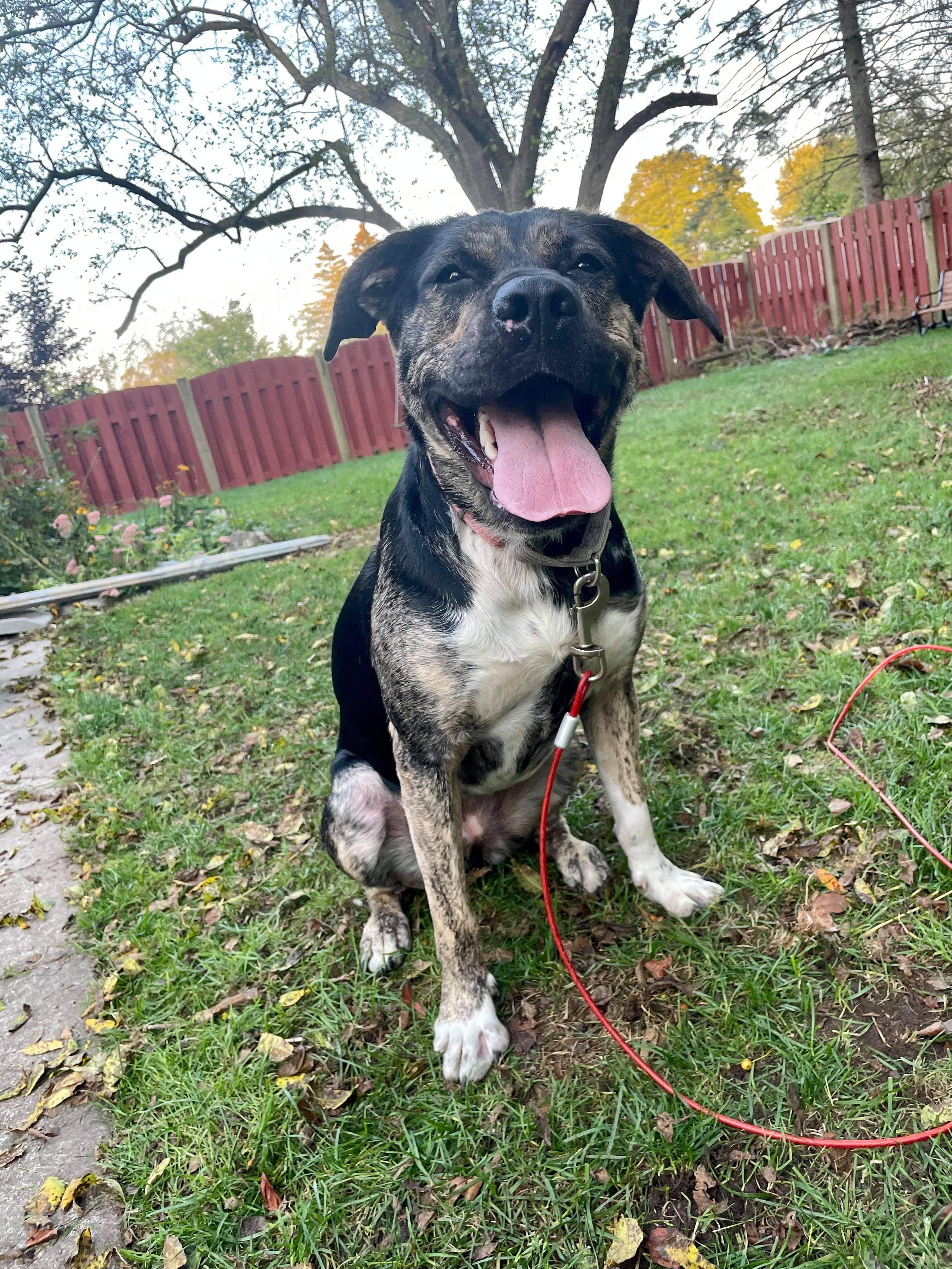 Sophie, an adoptable Shepherd in Manitowoc, WI, 54220 | Photo Image 3