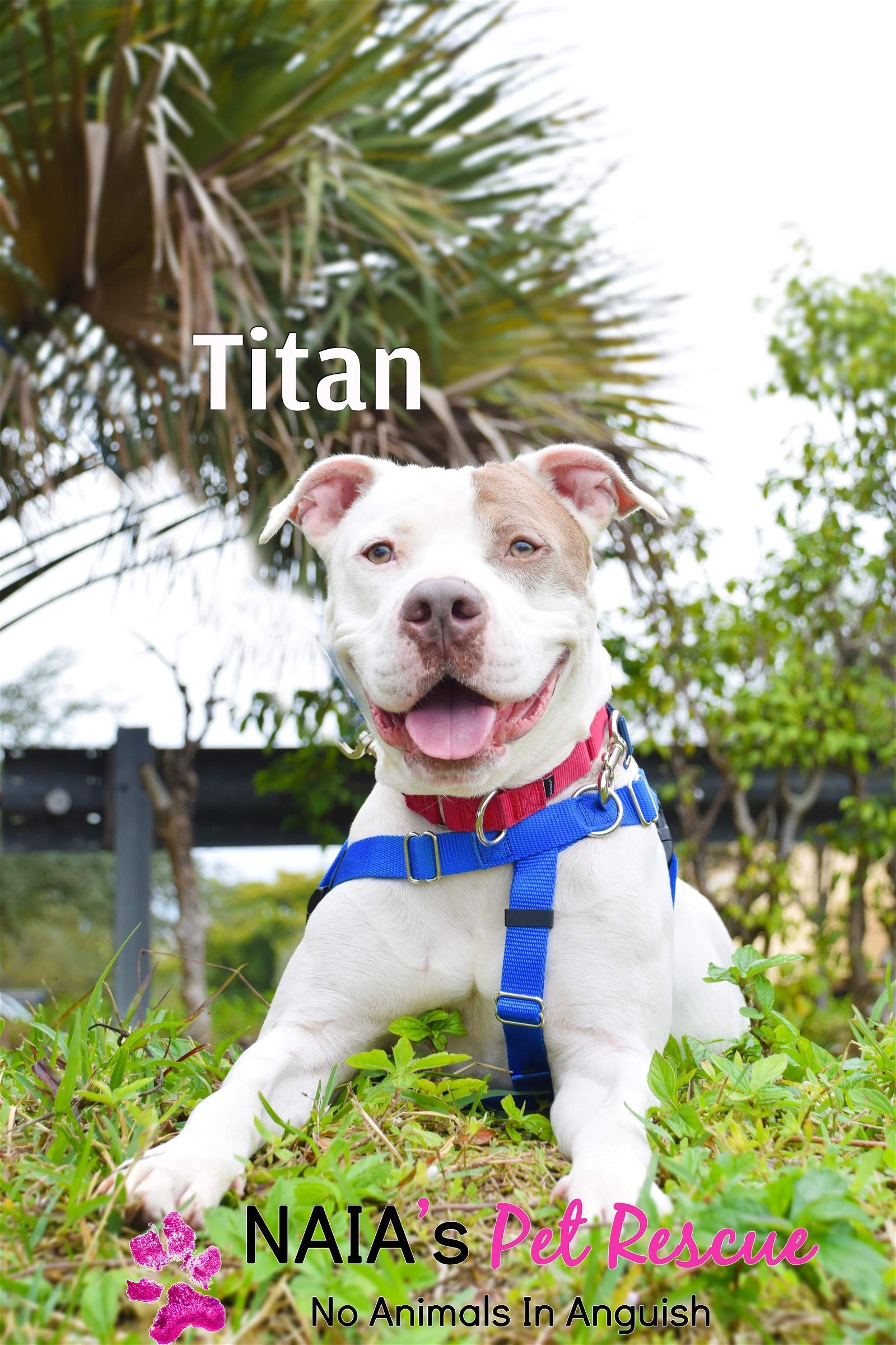 Titan, an adoptable American Bulldog in Pompano Beach, FL, 33064 | Photo Image 1