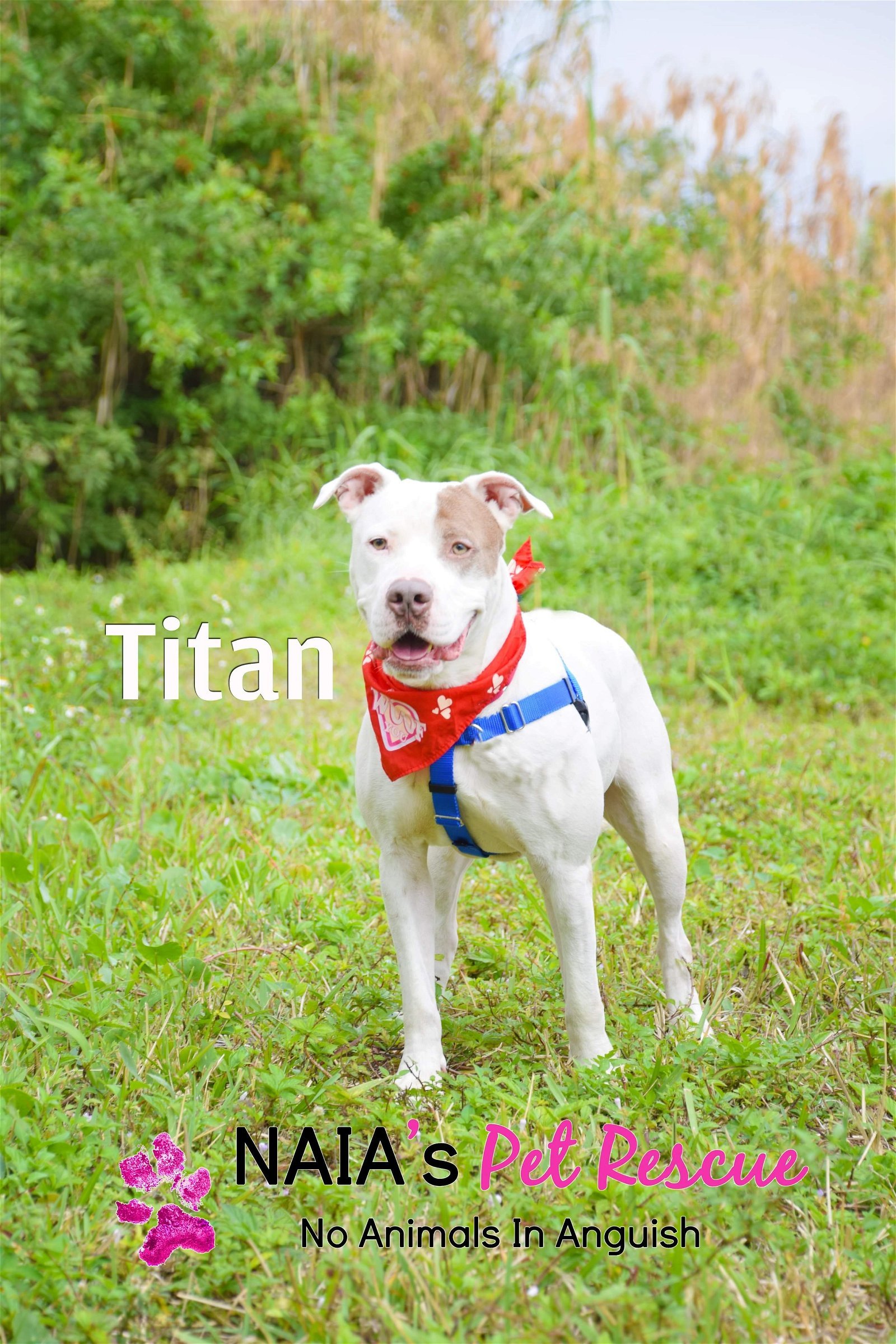 Titan, an adoptable American Bulldog in Pompano Beach, FL, 33064 | Photo Image 2