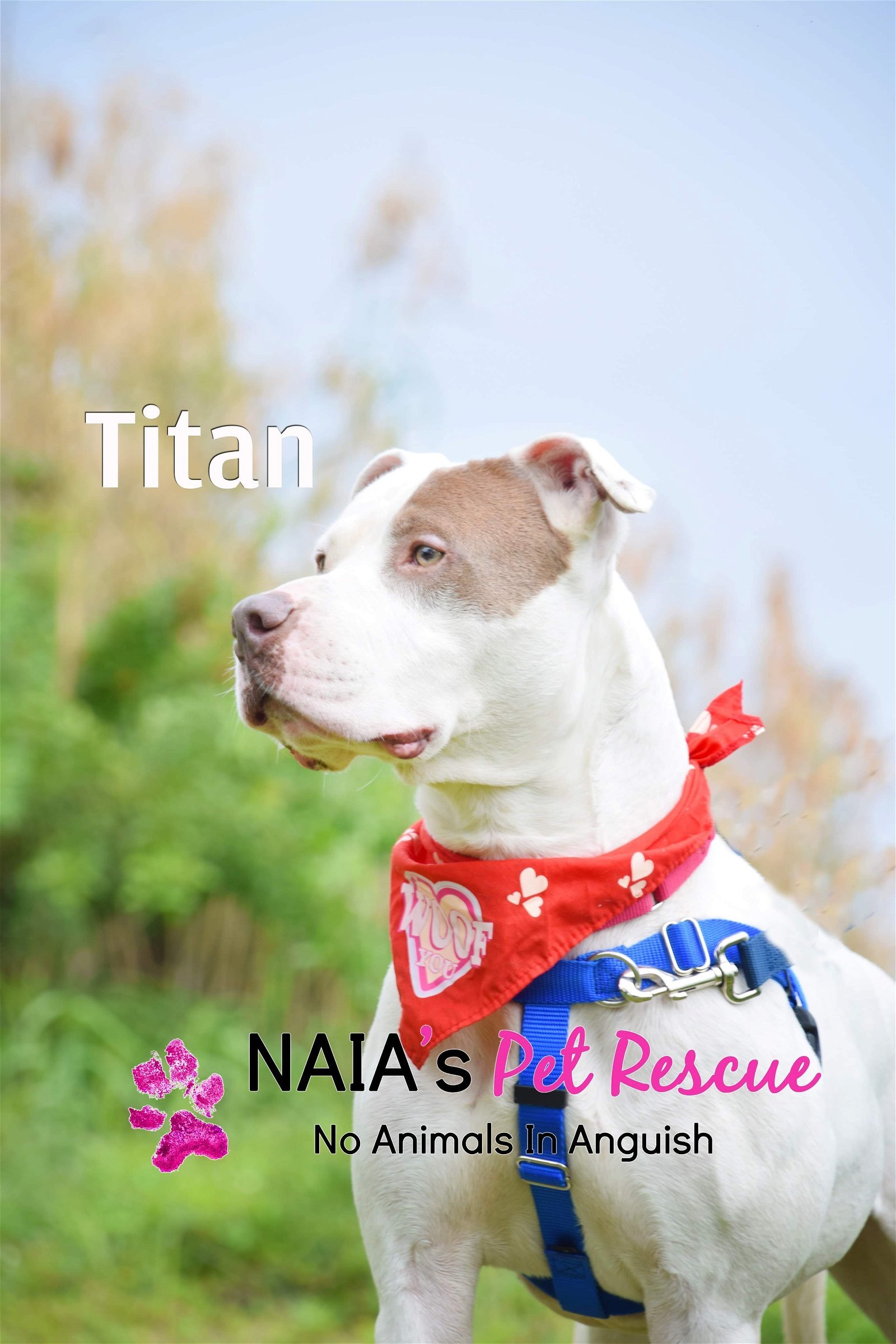 Titan, an adoptable American Bulldog in Pompano Beach, FL, 33064 | Photo Image 3