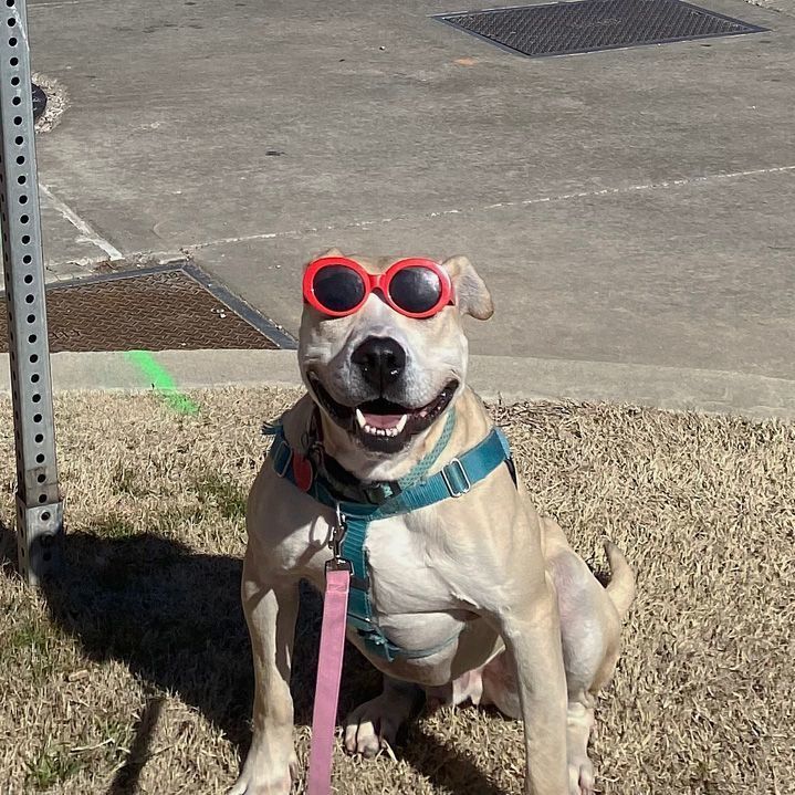 Steve, an adoptable Pit Bull Terrier & American Bulldog Mix in Oklahoma City, OK_image-3