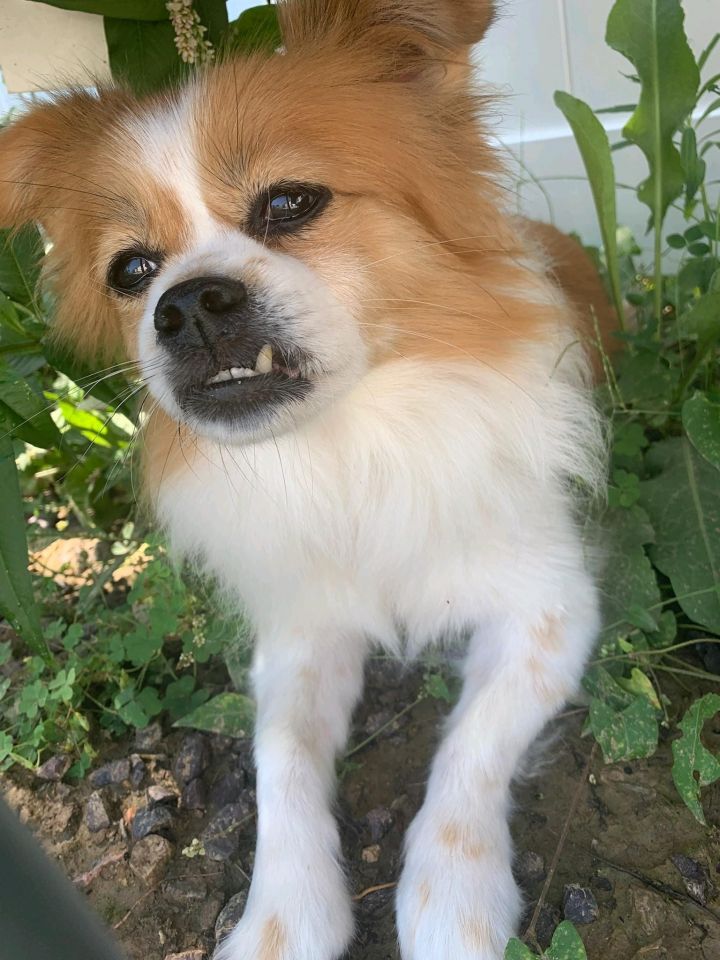 Papillon pomeranian sale mix for adoption