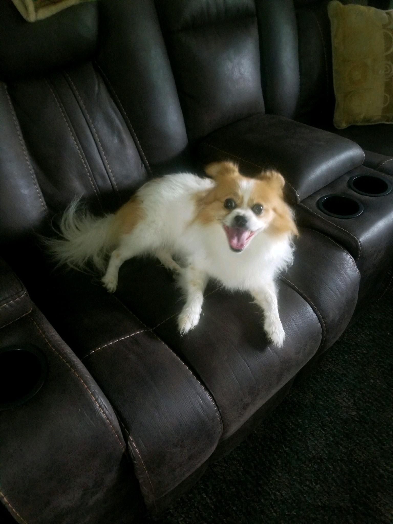 Maggie Sue, an adoptable Papillon, Pomeranian in Maumee, OH, 43537 | Photo Image 3
