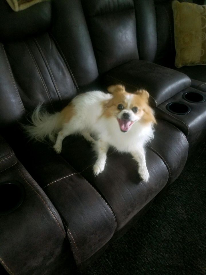 Maggie Sue, an adoptable Papillon & Pomeranian Mix in Maumee, OH_image-3