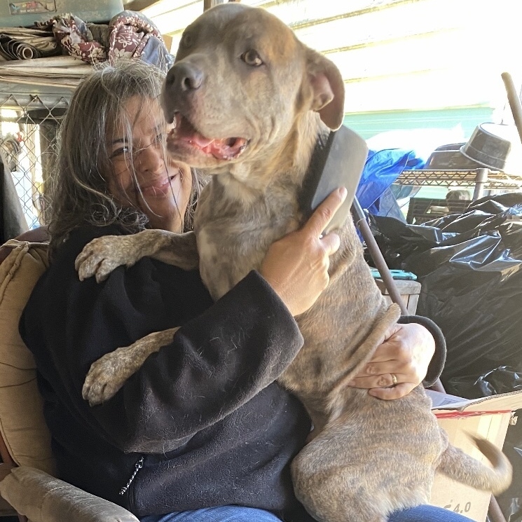 Gunner, an adoptable Pit Bull Terrier in Jacksonville, FL, 32226 | Photo Image 3