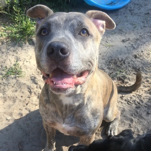 Gunner, an adoptable Pit Bull Terrier in Jacksonville, FL, 32226 | Photo Image 1