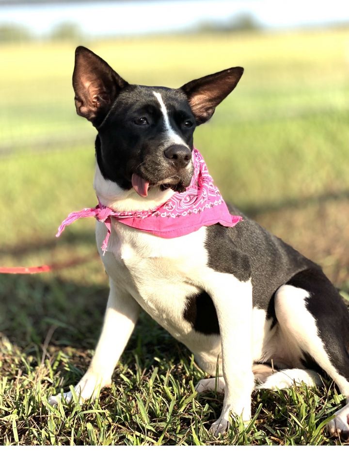 Dog for adoption - Piper, a & Boston Terrier Mix in Madisonville, TX | Petfinder