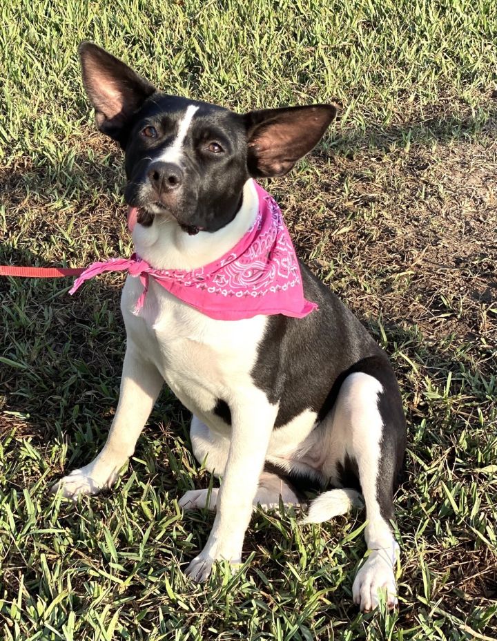 Dog for adoption - Piper, a & Boston Terrier Mix in Madisonville, TX | Petfinder