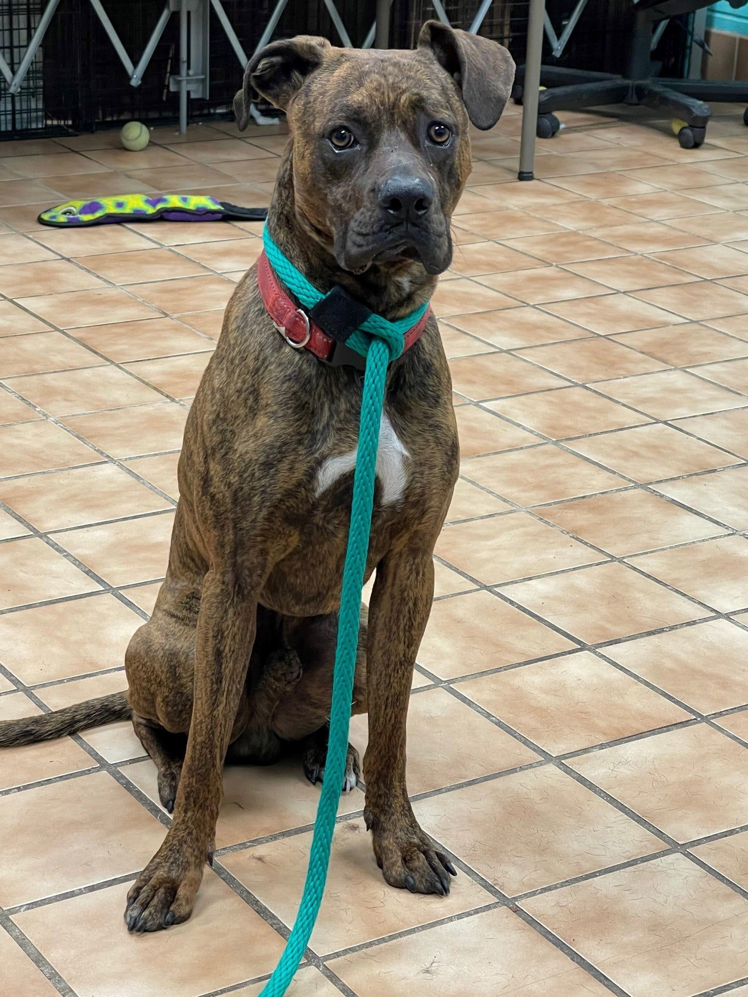 Monty, an adoptable Boxer, Whippet in Poland, IN, 47868 | Photo Image 1