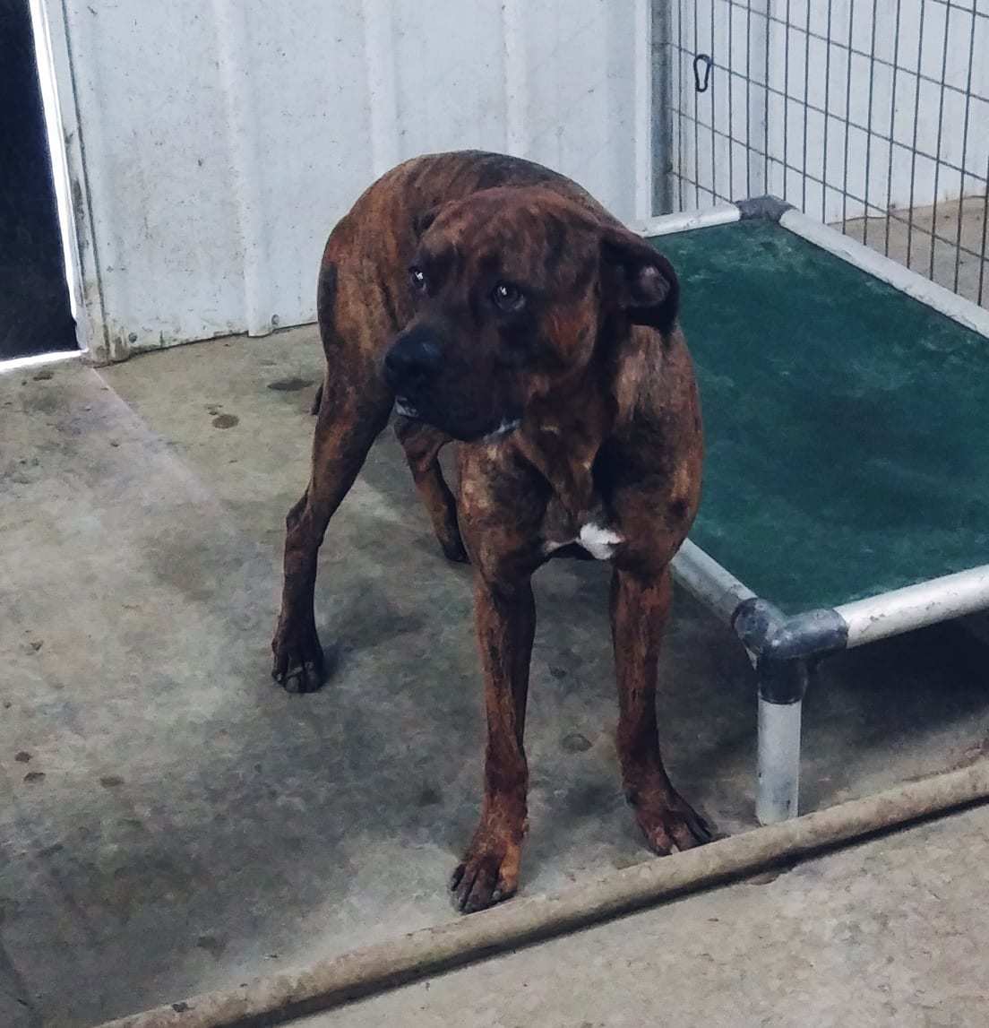 Monty, an adoptable Boxer, Whippet in Poland, IN, 47868 | Photo Image 2