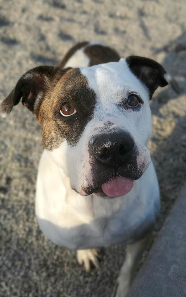 Jorja, an adoptable Mixed Breed in Poland, IN, 47868 | Photo Image 1