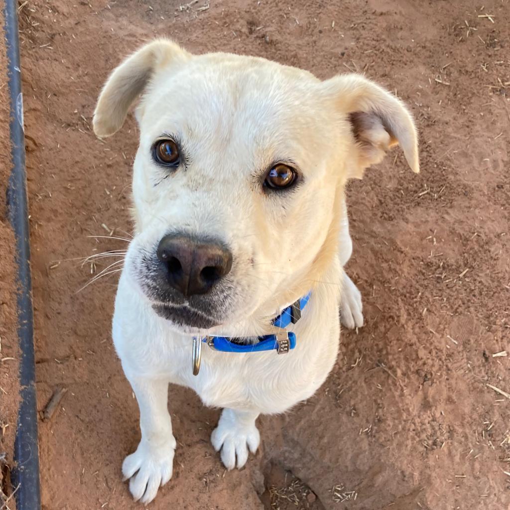 Dynomite, an adoptable Labrador Retriever in Kanab, UT, 84741 | Photo Image 1