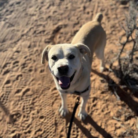 Dynomite, an adoptable Labrador Retriever in Kanab, UT, 84741 | Photo Image 2