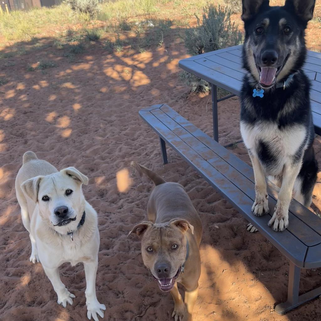 Dynomite, an adoptable Labrador Retriever in Kanab, UT, 84741 | Photo Image 2