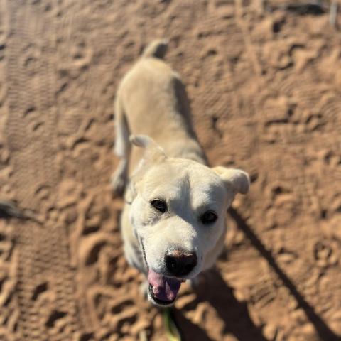 Dynomite, an adoptable Labrador Retriever in Kanab, UT, 84741 | Photo Image 3