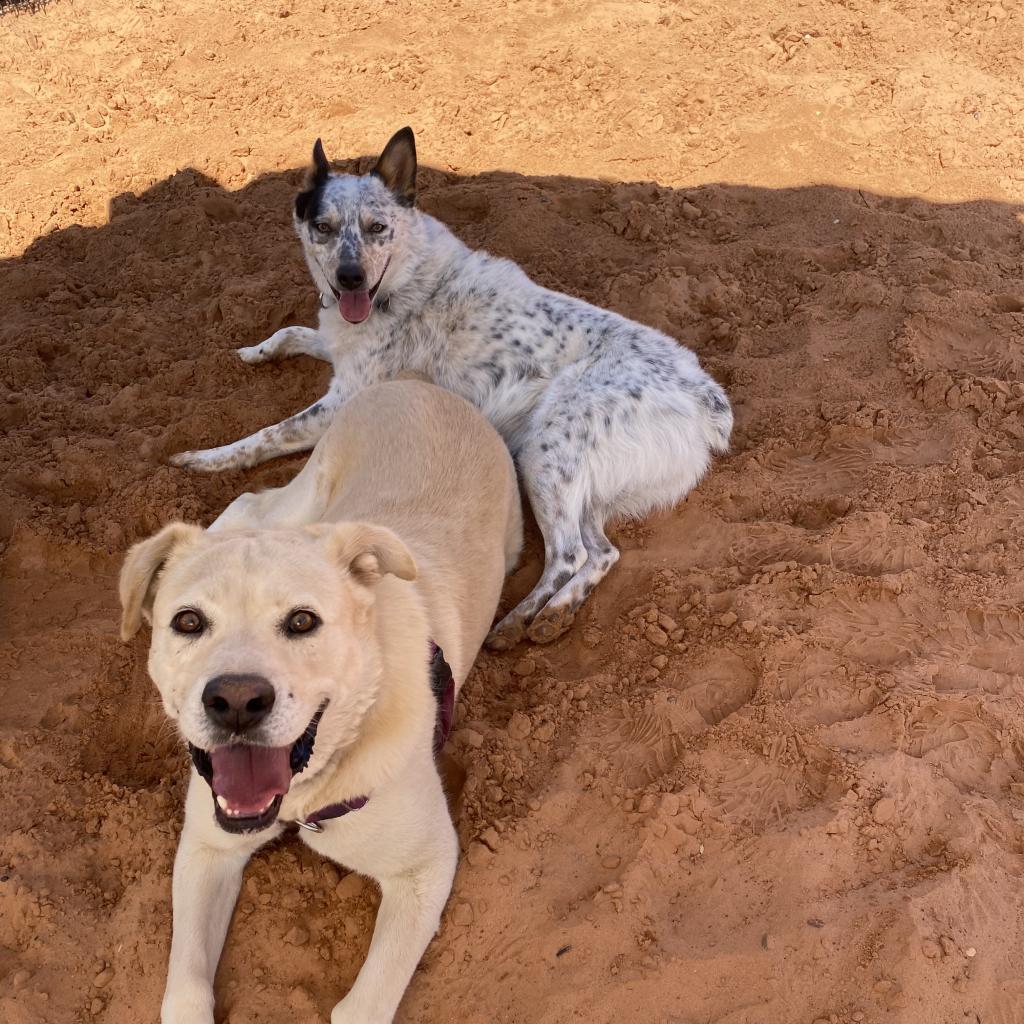 Dynomite, an adoptable Labrador Retriever in Kanab, UT, 84741 | Photo Image 3