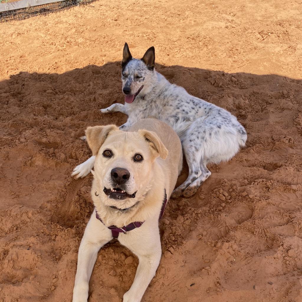 Dynomite, an adoptable Labrador Retriever in Kanab, UT, 84741 | Photo Image 4