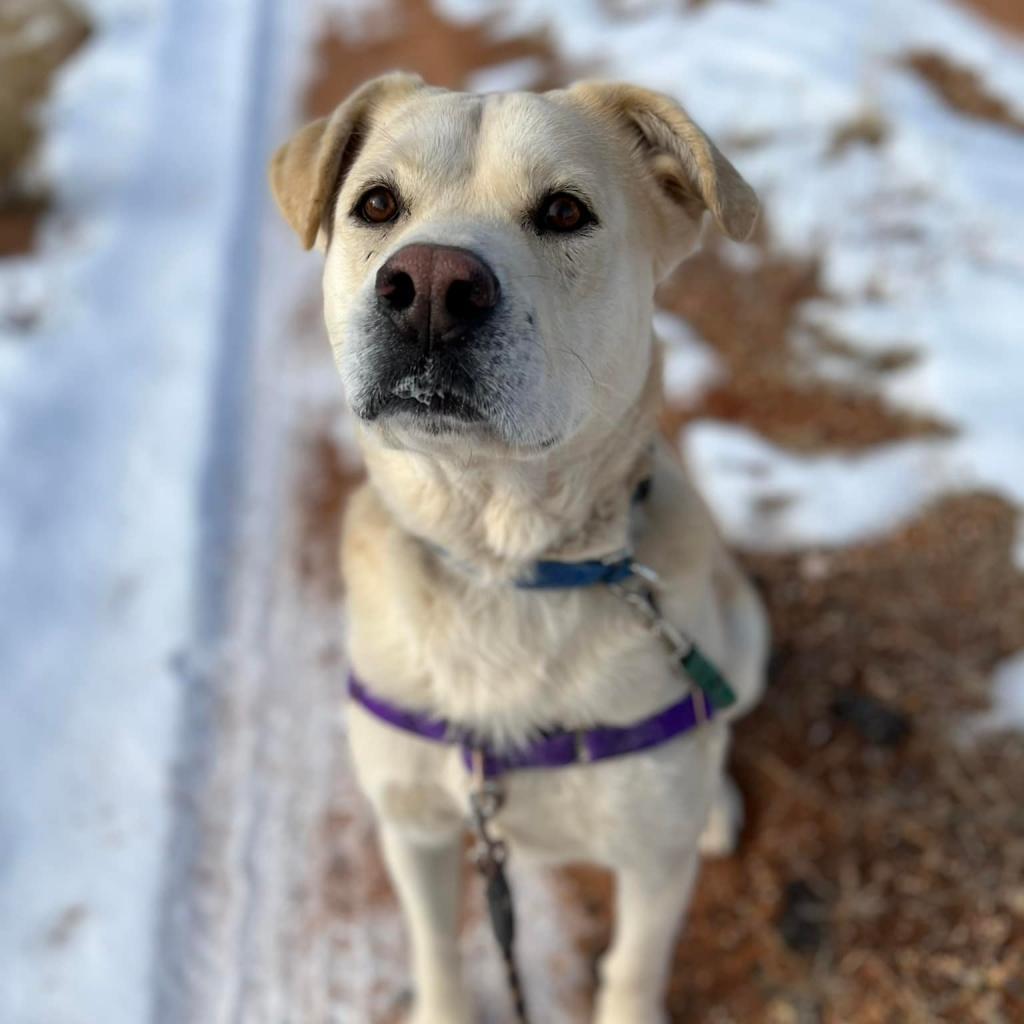 Dynomite, an adoptable Labrador Retriever in Kanab, UT, 84741 | Photo Image 5